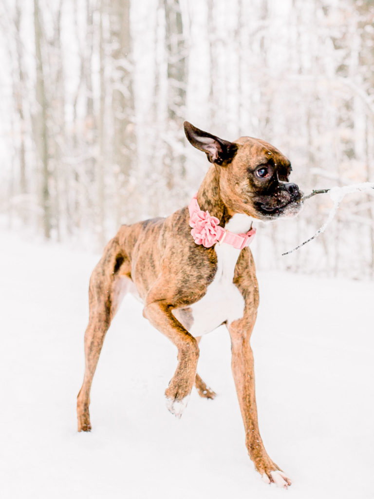 dog running with a tree branch in mouth in snowy winter by Frankenmuth photographer