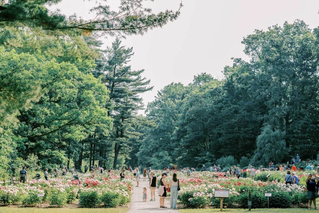 Nichols Arboretum Peony Garden with crowd