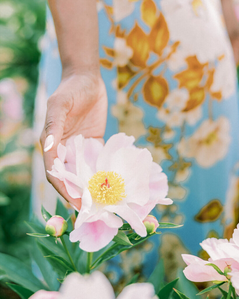 touching peony close up in garden engagement session