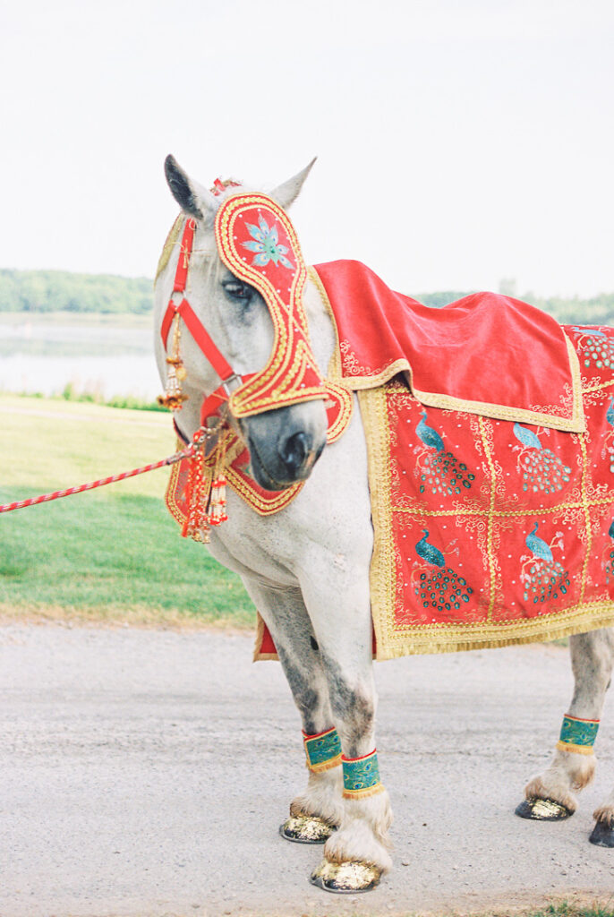 Indian wedding baraat horse decorated with gold and red