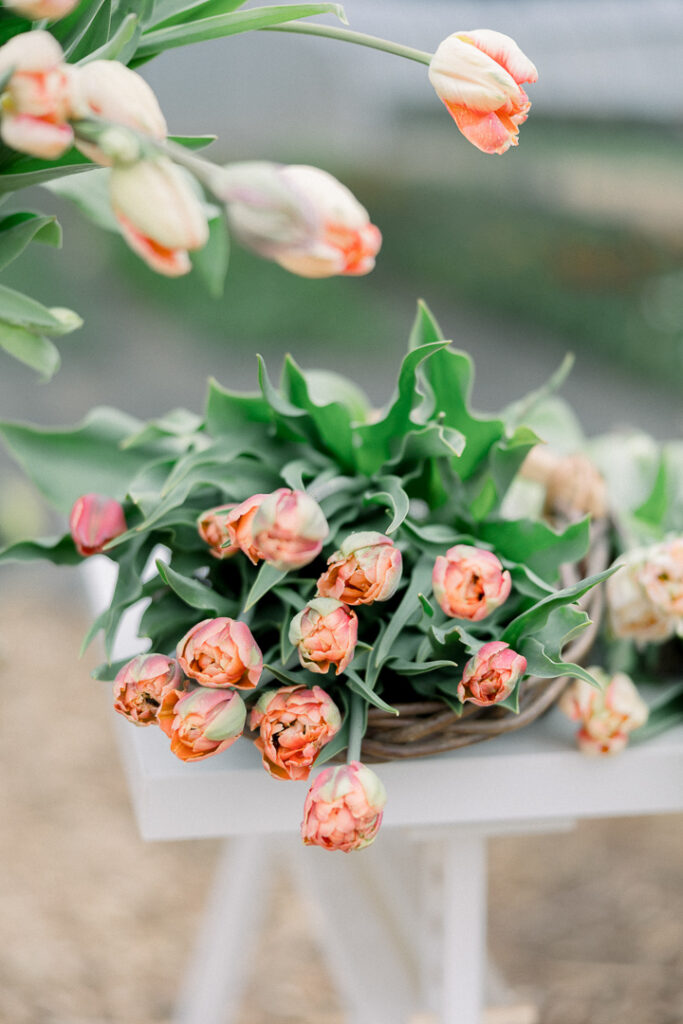 tulip florist branding session